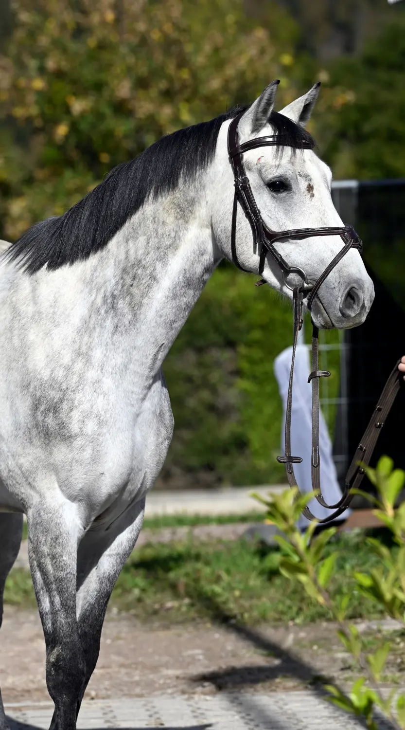 Aigner les Jumeaux